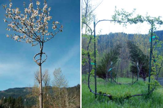 Fascinating Living Growing Architecture