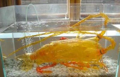 The Second Life of Plastic Bottles