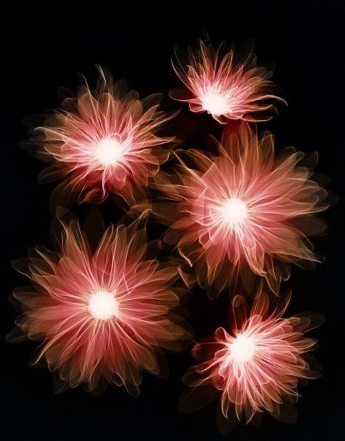 Laser Flowers Amazing Artwork
