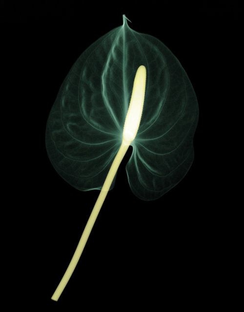 Laser Flowers Amazing Artwork