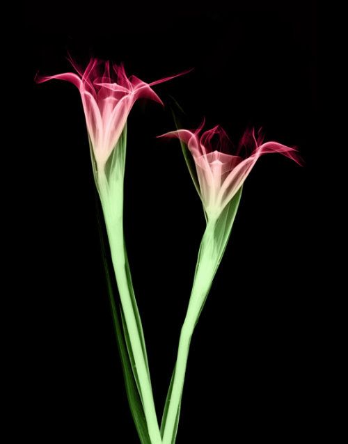 Laser Flowers Amazing Artwork