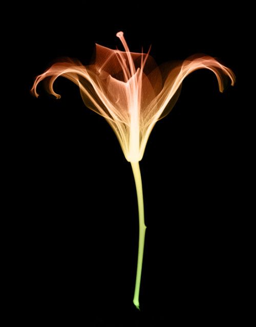 Laser Flowers Amazing Artwork