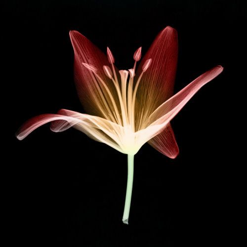 Laser Flowers Amazing Artwork