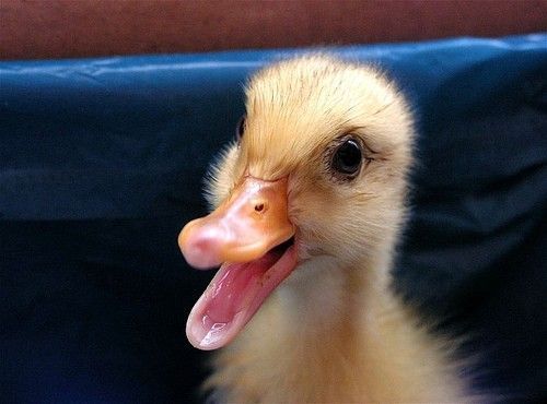 Cutest Babies You Seldom See!