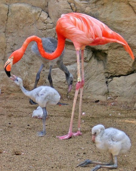 Cutest Babies You Seldom See!