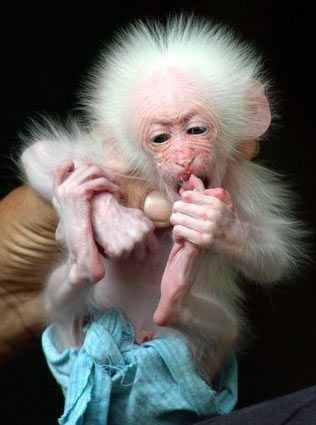 Cutest Babies You Seldom See!