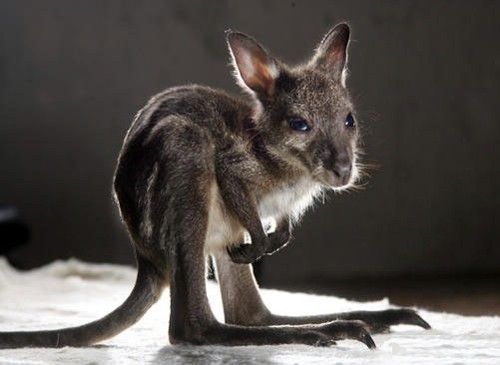 Cutest Babies You Seldom See!