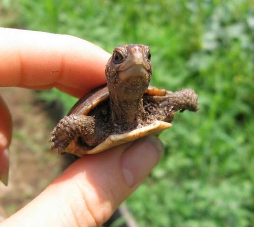 Cutest Babies You Seldom See!