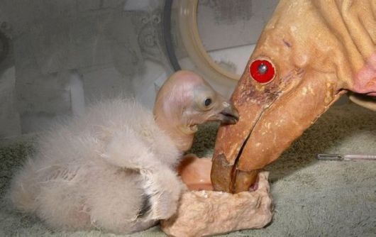 Cutest Babies You Seldom See!