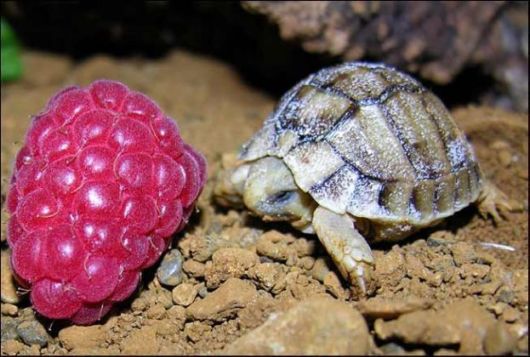 Cutest Babies You Seldom See!