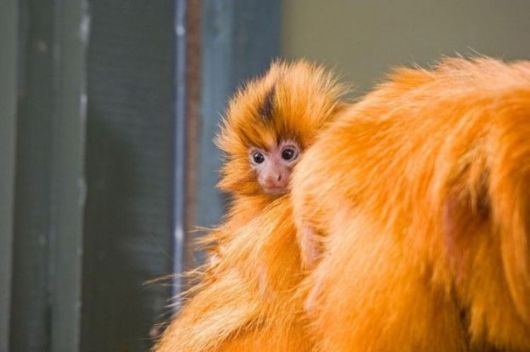 Cutest Babies You Seldom See!