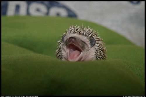 Cutest Babies You Seldom See!