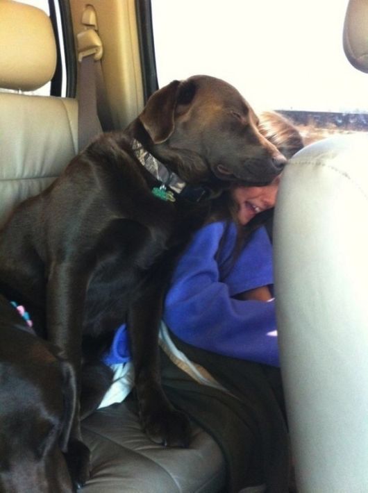 Hilarious Dogs Who Dont Believe In Personal Space