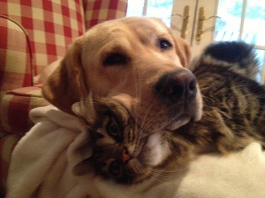 Hilarious Dogs Who Dont Believe In Personal Space