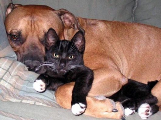 Hilarious Dogs Who Dont Believe In Personal Space