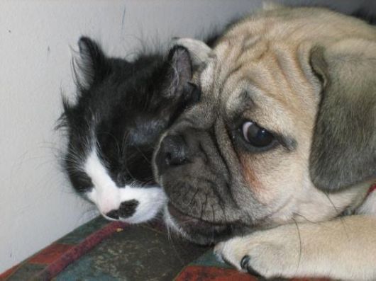 Hilarious Dogs Who Dont Believe In Personal Space