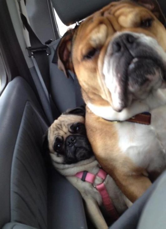 Hilarious Dogs Who Dont Believe In Personal Space
