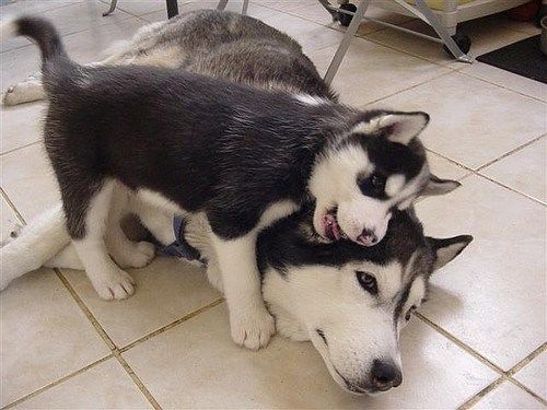 Hilarious Dogs Who Dont Believe In Personal Space
