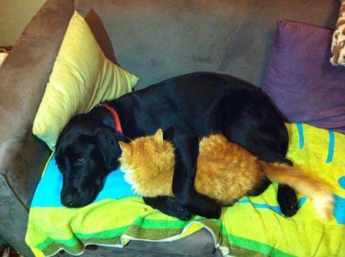 Hilarious Dogs Who Dont Believe In Personal Space