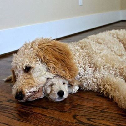 Hilarious Dogs Who Dont Believe In Personal Space