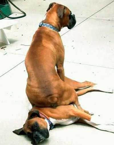 Hilarious Dogs Who Dont Believe In Personal Space