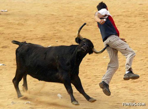 Dare To Play with Bull ? ( Ooops... )