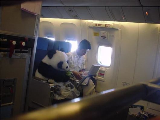 Strangest Airline Passengers You Will Ever See