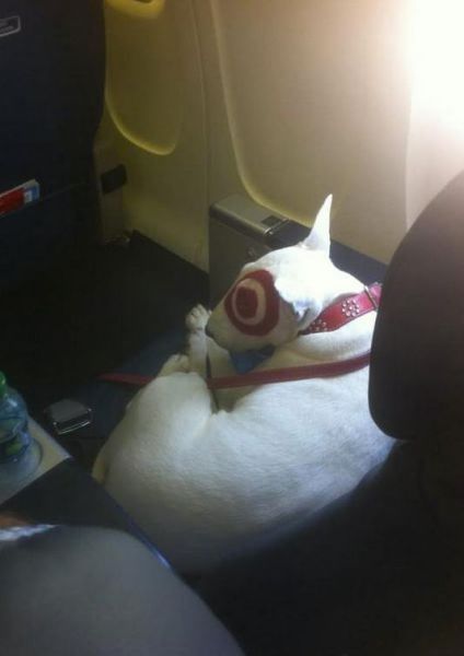 Strangest Airline Passengers You Will Ever See