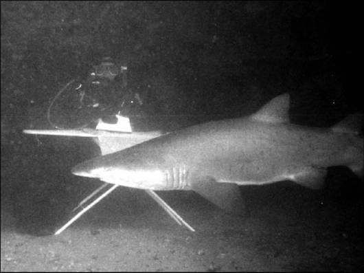 Ever Seen Underwater Ironing