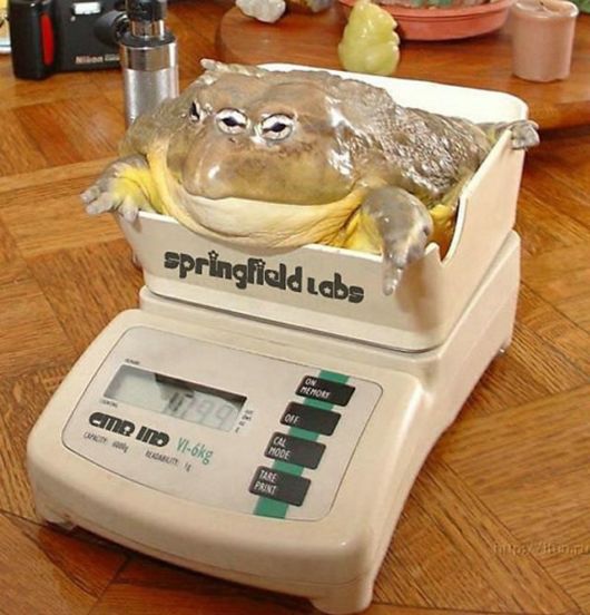 Funny Photoshop Creations