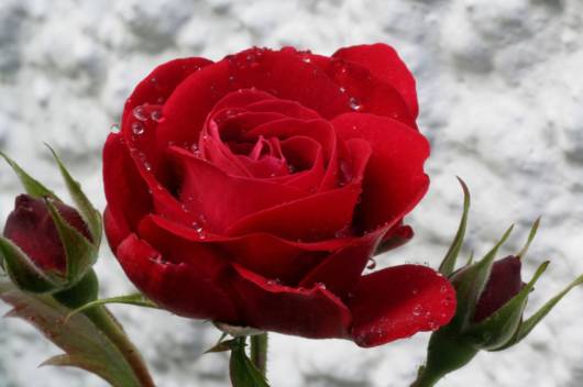 Red N White Cute Combination