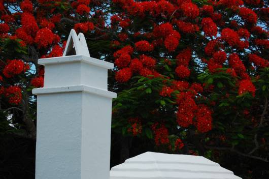 Red N White Cute Combination