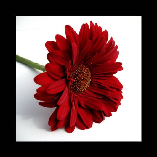 Red N White Cute Combination