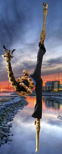 Funny Animals in Action (Photoshop Work)