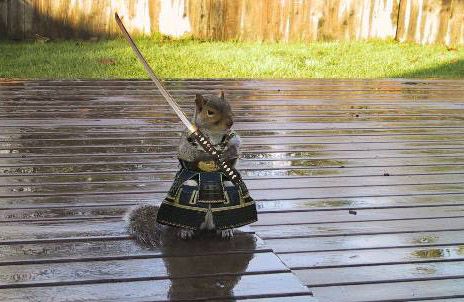 Funny Animals in Action (Photoshop Work)