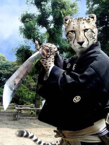 Funny Animals in Action (Photoshop Work)