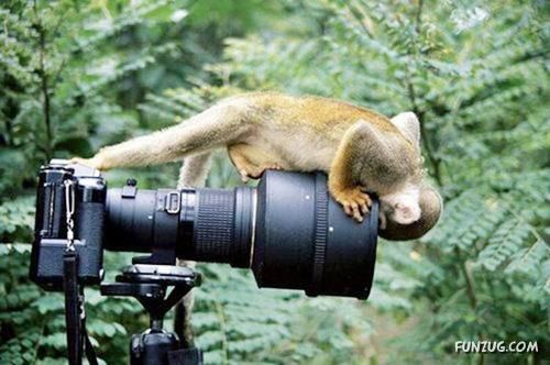 Animals Love The Camera Too