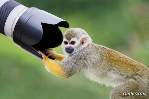 Animals Love The Camera Too