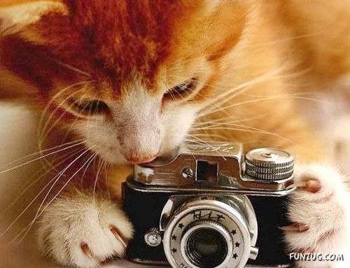 Animals Love The Camera Too