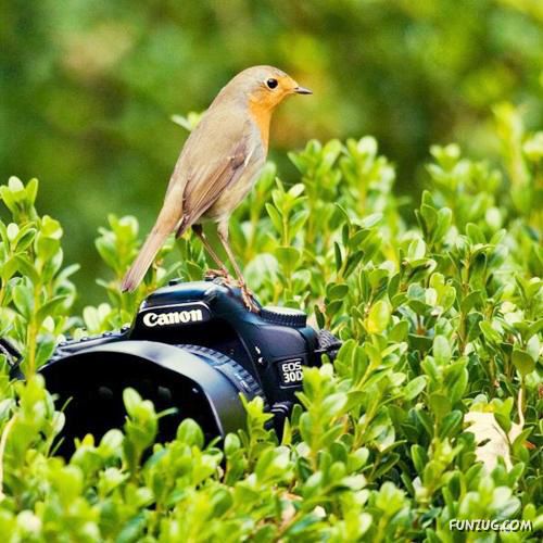 Animals Love The Camera Too