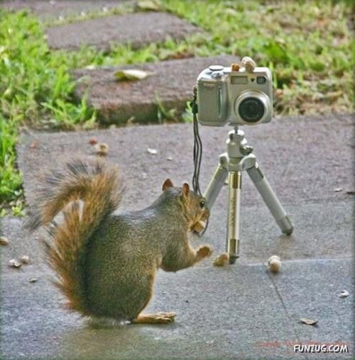 Animals Love The Camera Too