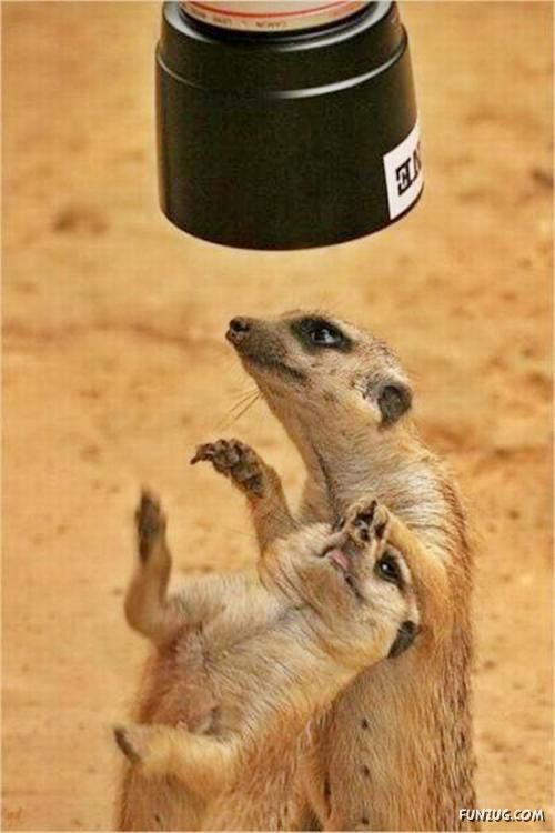 Animals Love The Camera Too