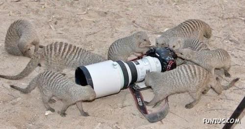 Animals Love The Camera Too