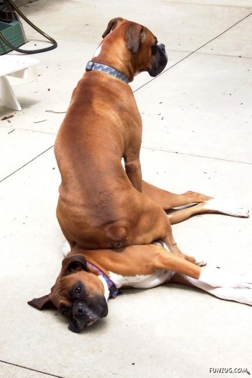 Funny Animals Pictures of the Year