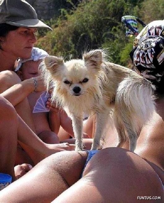 Funny Animals Pictures of the Year