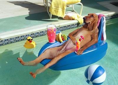 What do Animals Do when Masters are not Around?