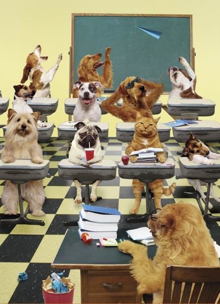 What do Animals Do when Masters are not Around?