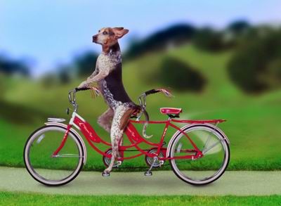 What do Animals Do when Masters are not Around?