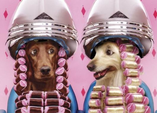 What do Animals Do when Masters are not Around?