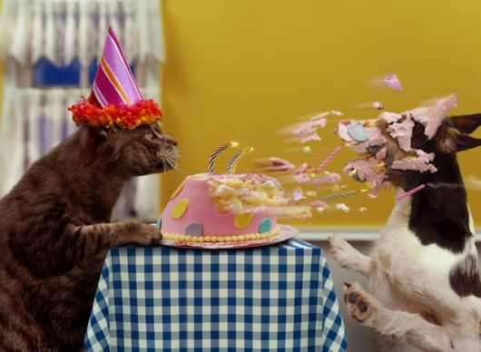 What do Animals Do when Masters are not Around?